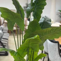 درختچه بابا آدم مصنوعی|گل مصنوعی|آمل, |دیوار