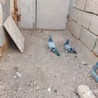 کبوتر شقشقی