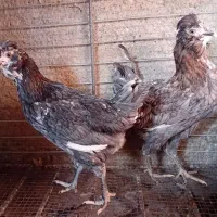 مرغ و خروس نیمچه گلین طوسی ریش کاکل چهلتاج بلدرچین