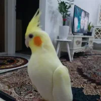 عروس هلندی کشیده جنسیت (نر)|پرنده|فردوسیه, |دیوار