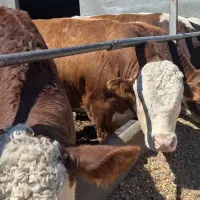 کارگر گاوداری