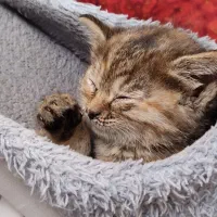 واگذاری بچه گربه