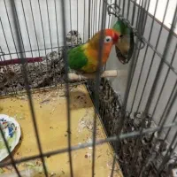 کوتوله عروس