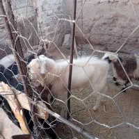 بز ونر بز|حیوانات مزرعه|فردوس (خراسان), |دیوار