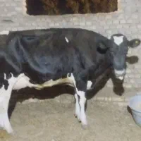 گاو شیری با گوساله نر|حیوانات مزرعه|زابل, |دیوار