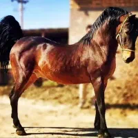 خرید و فروش اسب