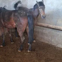 اسب مادیون ب همراه کره نر|اسب و تجهیزات اسبسواری|گلپایگان, |دیوار