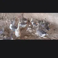 غاز محلی مولد
