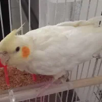 دو عدد عروس هلندی