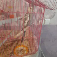 عروس هلندی یک ساله دستی و وحشی .|پرنده|باغ بهادران, |دیوار