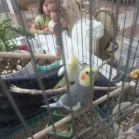 فروش یا معاوضه عروس طوطی|پرنده|قزوین, |دیوار