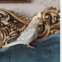 فروش عروس هلندی