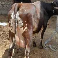 مطفل|حیوانات مزرعه|اهواز, سیصد دستگاه|دیوار