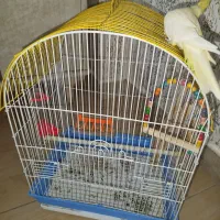 عروس هلندی|پرنده|رشت, حمیدیان|دیوار