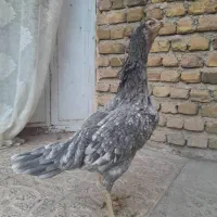 مرغ لاری نژاد اصل|حیوانات مزرعه|خوی, |دیوار