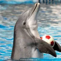 کارت استخر دلفین