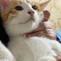 واگذاری رایگان گربه خانگی