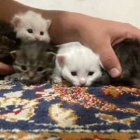 واگذاری بچه گربه|گربه|زنجان, |دیوار