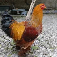 خروس برهما کلمبین ۱ساله