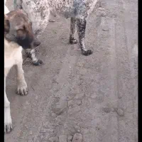 مارچ خال مگسئ