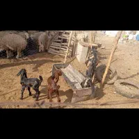 بز با دوتا کره|حیوانات مزرعه|جیرفت, |دیوار