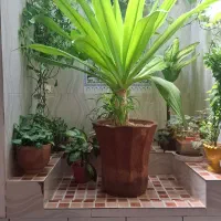 گل ذرتی خیلی بزرگ وچندساله|گل و گیاه طبیعی|شیراز, عادل آباد|دیوار