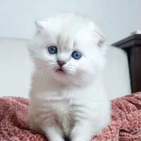 گربه اسکاتیش و بریتیش