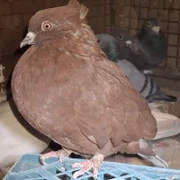 گلی کلایی دمسفید