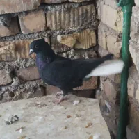 دوتا دم سفید ماده|پرنده|شیراز, داریون|دیوار