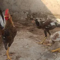 مرغ و خروس محلی لاریی|حیوانات مزرعه|اهواز, کوی شایسته|دیوار