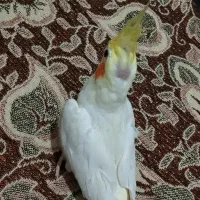 عروس هلندی