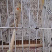 عروس هلندی خوش رنگ