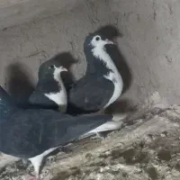 صده جوانه پرشی