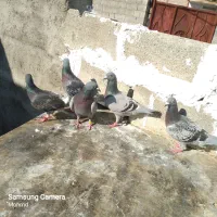 ۶عدد کبوتر پلاکی