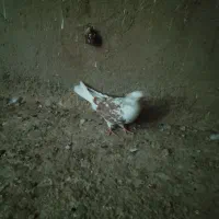 کبوتر رفتنی|پرنده|انزل, |دیوار