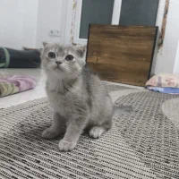 گربه اسکاتیش