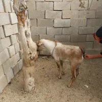 فروش نری جوان وبره|حیوانات مزرعه|بندرعباس, |دیوار