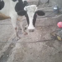 گاو هلشتاین شیری