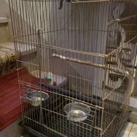 کیف و قفس طوطی و پرنده بزرگ