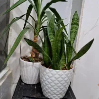 یازده عدد انواع گلهای آپارتمانی|گل و گیاه طبیعی|مشهد, شهرآرا|دیوار