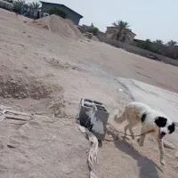 سگ ترکی|سگ|برازجان, |دیوار