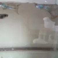 ماهی گوپی و تعدادی بچه ماهی