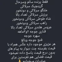 عروس هلندی باجوجه رام قناری فنج مرغ عشق مولدبرزیلی|پرنده|اردبیل, |دیوار