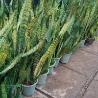 گل و گیاه سانسوریا سبز|گل و گیاه طبیعی|اهواز, پادادشهر|دیوار