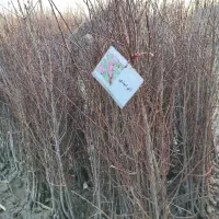 نهالستان وصال|فعالیت داوطلبانه|میاندوآب, |دیوار