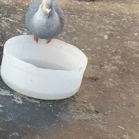 کبوتر نقره ای کاکلی|پرنده|سبزوار, امیر کبیر|دیوار