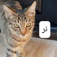 واگذاری ۳ عدد بچه گربه ۵ ماهه