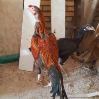 خروس لاری