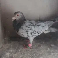 کبوتر هفرنگ|پرنده|بوئین زهرا, |دیوار