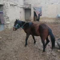 اسب|اسب و تجهیزات اسبسواری|نیشابور, ماروسک|دیوار